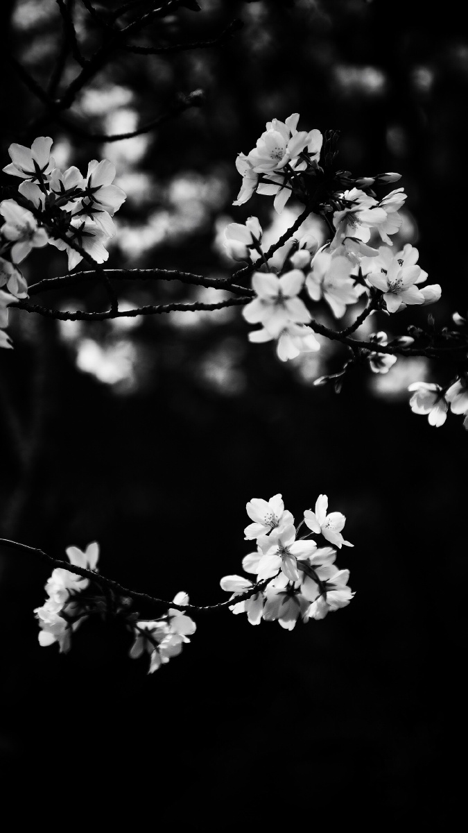 早春樱花的黑白片有黑才有白有黑白才有光影