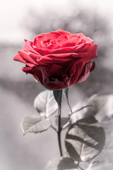 https://cdn6-banquan.ituchong.com/weili/l/189532938291118510.jpg