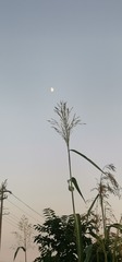 402035