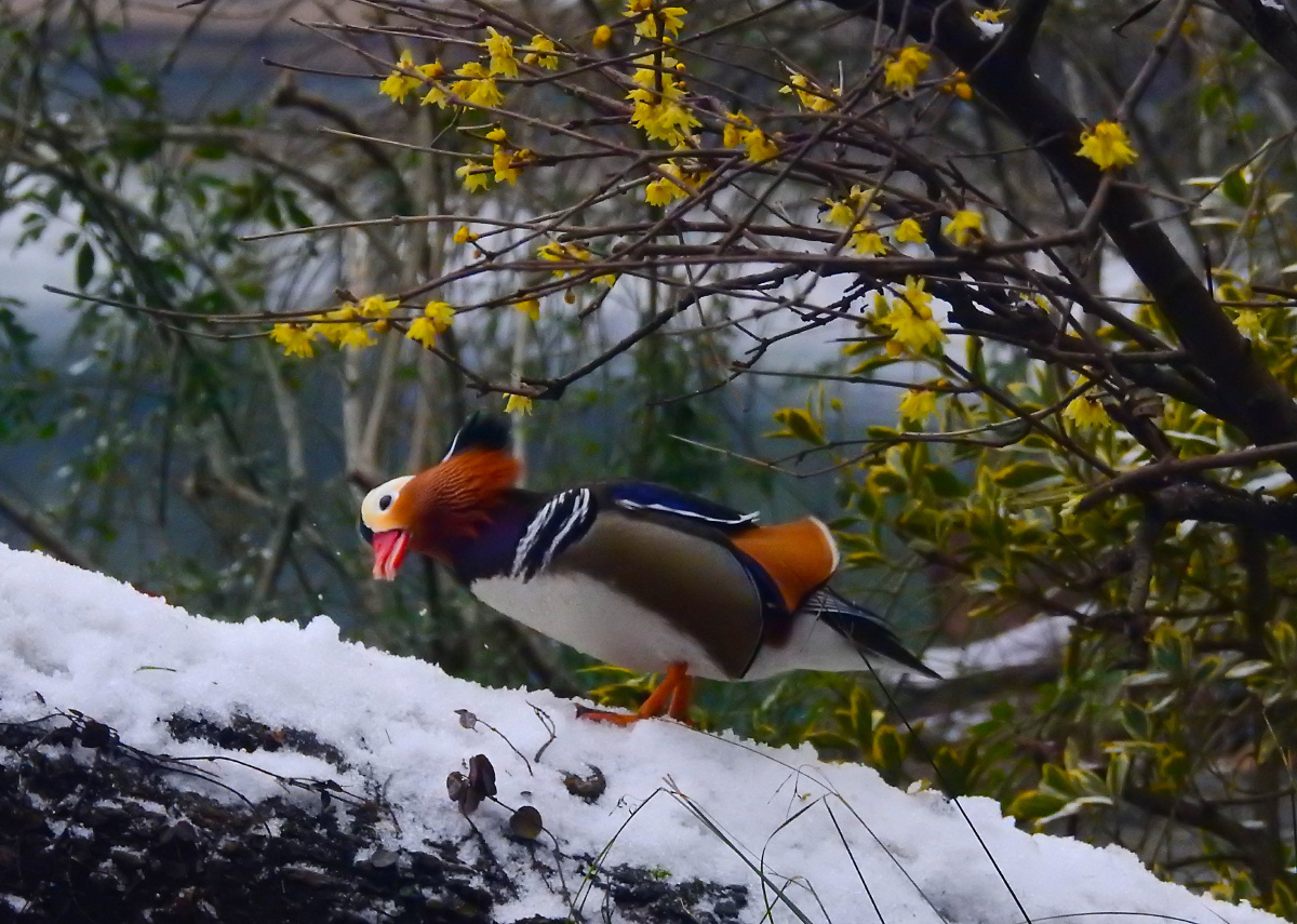 西湖里的雪鸳鸯
