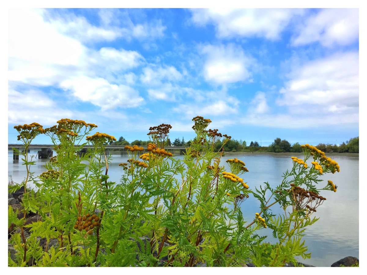 久违了的河边景色依然秀丽