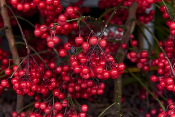 _DSC2732