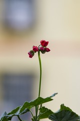 _DSC3121