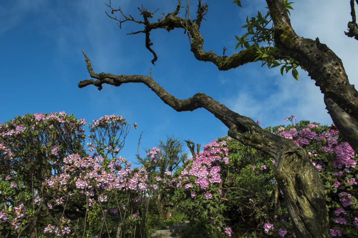 高山阔柄杜鹃