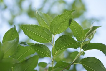 _DSC7651