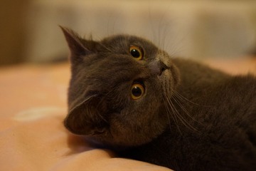 DSC08596.JPG