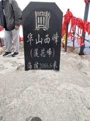 2954916