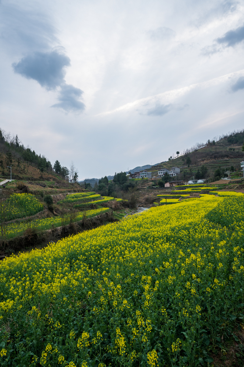 安康漩涡镇凤堰古梯田油菜花
