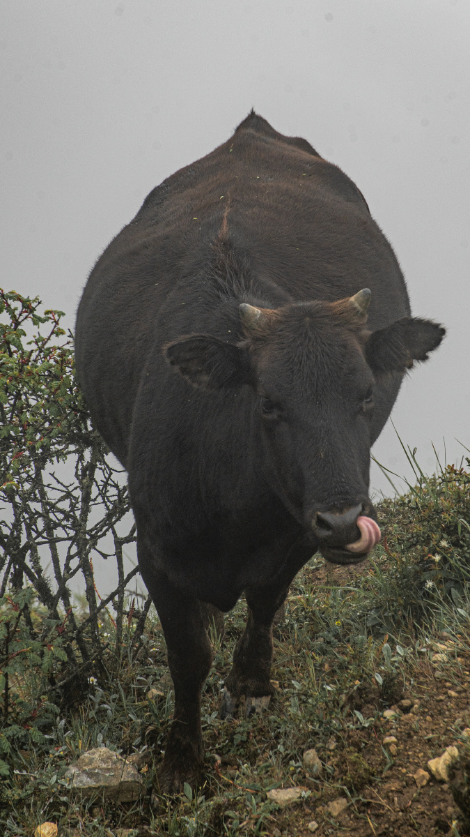 牛年将至吐舌头的萌牛凝望未知的牛对视的牛