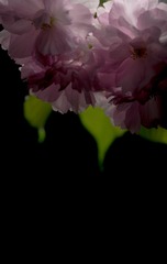 1250407