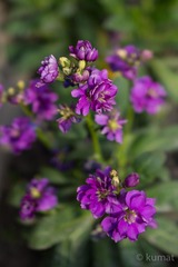 DSC02865.jpg