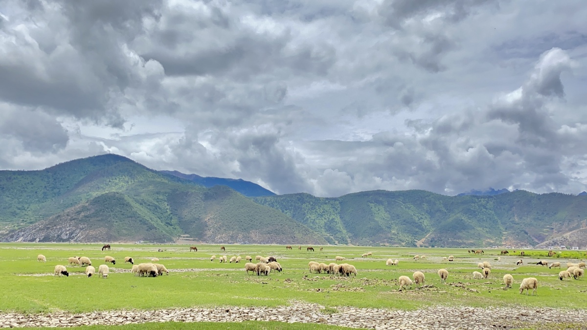 香格里拉 依拉草原 - camphortree158