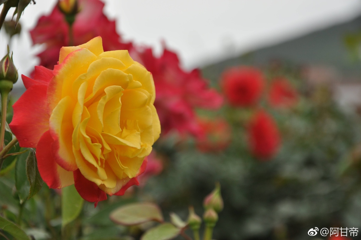 汉中南郑郭滩玫瑰园