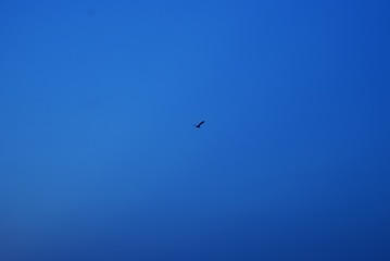 1000078226
