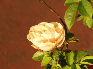 1000016739