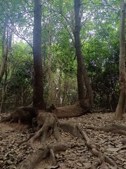 1000037831