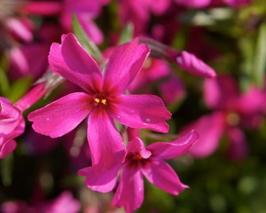 DSC04164.jpg