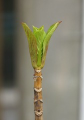 DSC03017 - Version 2.jpg