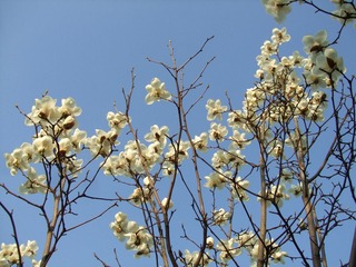 DSCF4696.JPG