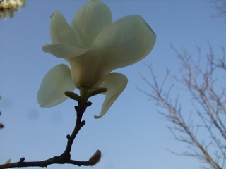 DSCF4699.JPG