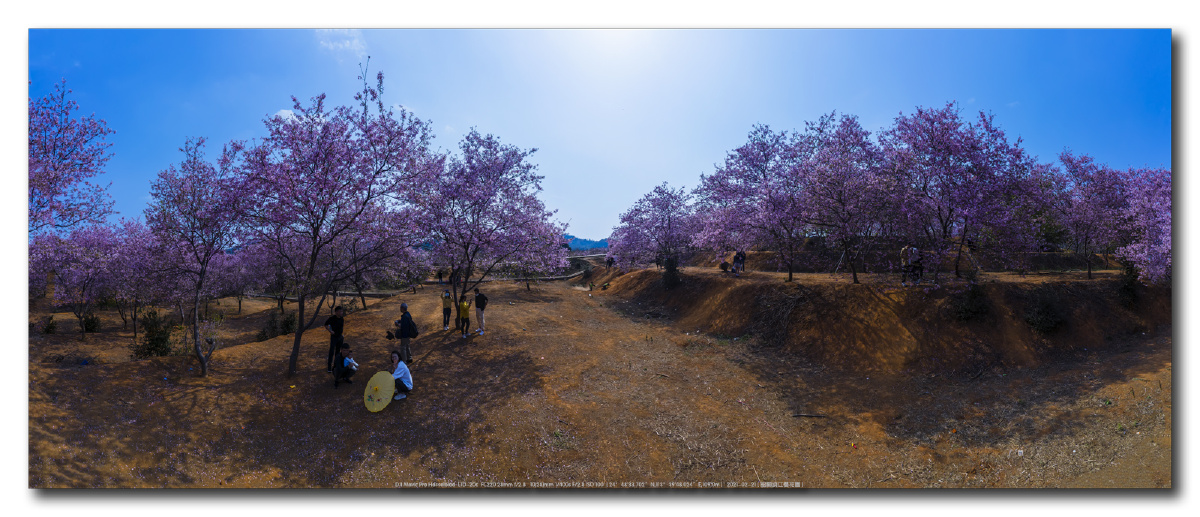 韶关浈江樱花公园