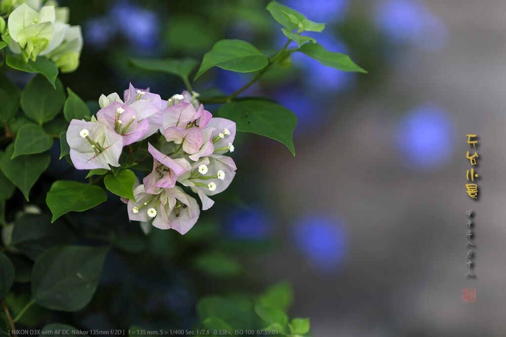 綠葉櫻花