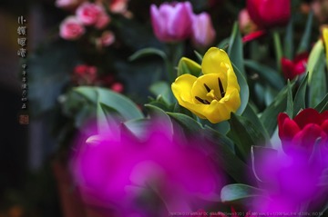_FJ51775