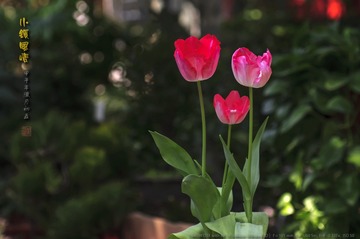 _FJ51789