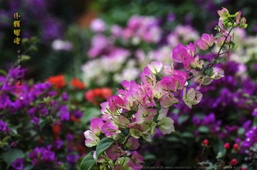 _FJ51817