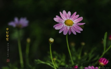 _FJ52109