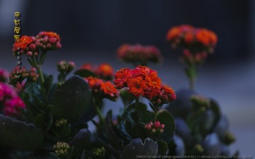 _FJ52233