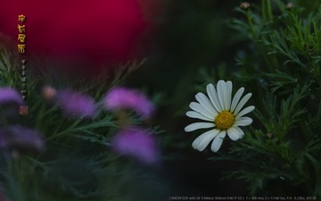 _FJ52234