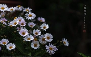 _FJ52260
