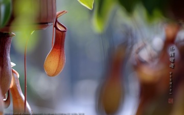 _FJ52282