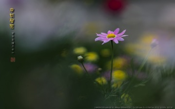 _FJ52288