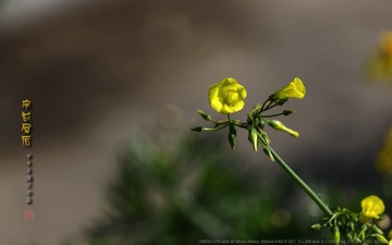 _FJ52665