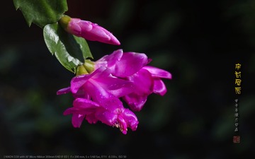 _FJ52656