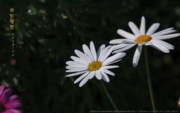 _FJ52660
