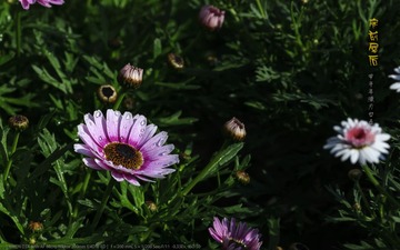 _FJ52662