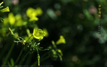 _FJ52667