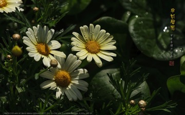 _FJ52669