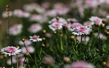 _FJ52671
