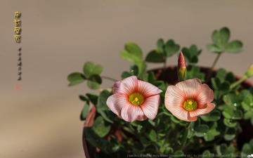 _FJ52672