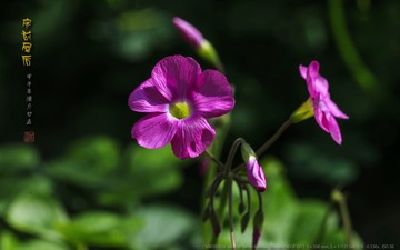 _FJ52673