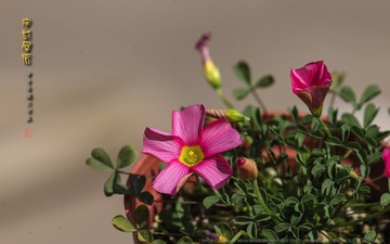 _FJ52675