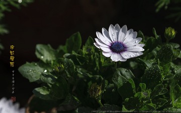 _FJ52676