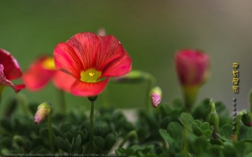 _FJ52681
