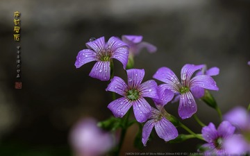 _FJ52684
