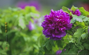 _FJ52705