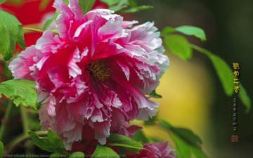 _FJ52714